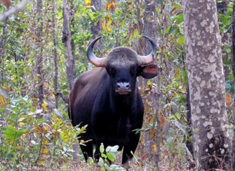 Gomardha Wildlife Sanctuary, Raigarh, Chhattisgarh - Vushii.com